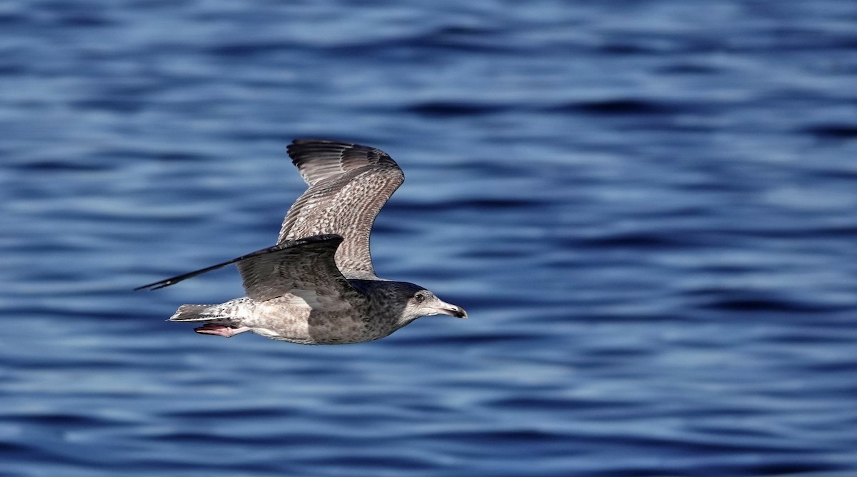 Gaviota Argéntea - ML616003283