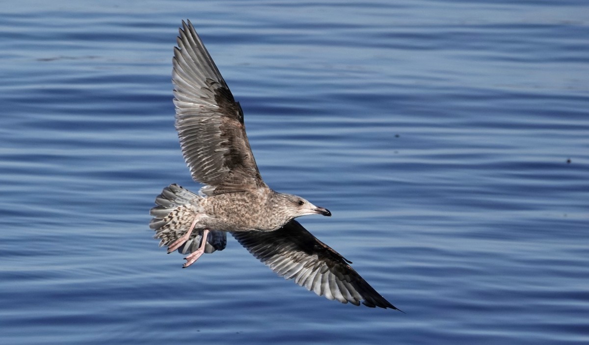 Herring Gull - ML616003284