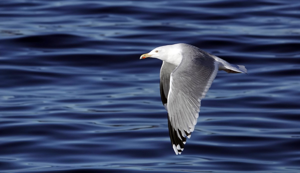 Herring Gull - ML616003290