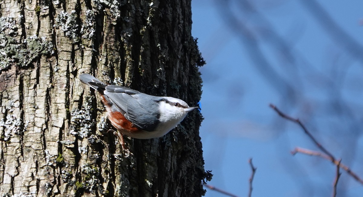 Eurasian Nuthatch - ML616003309