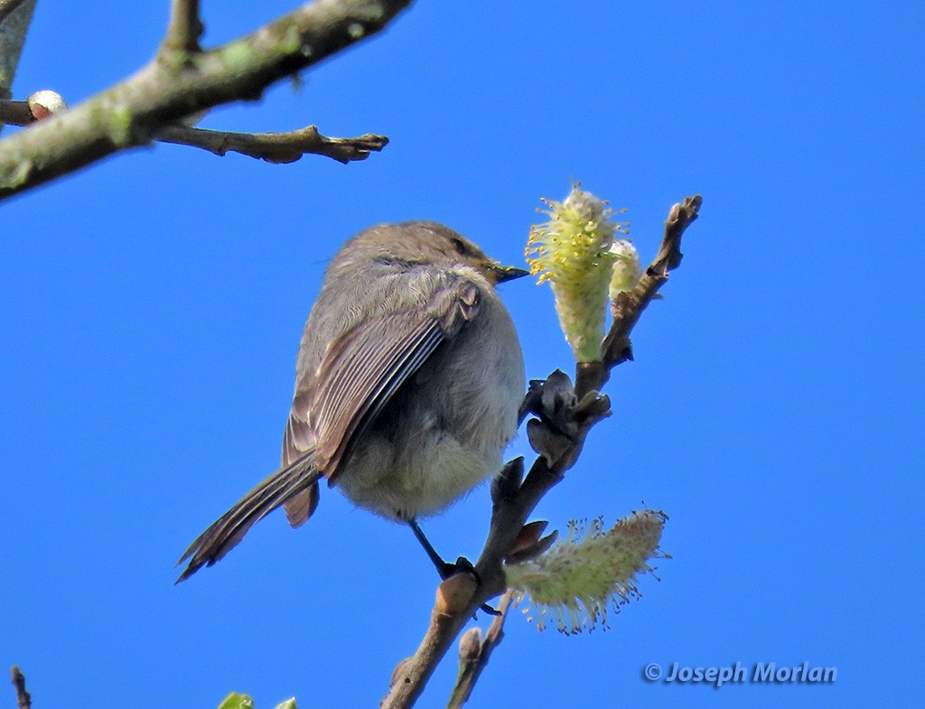 Bushtit - ML616003363