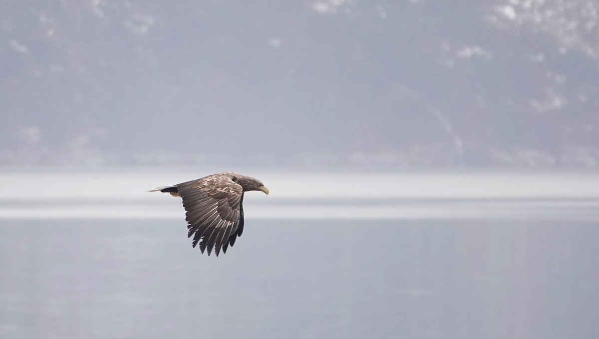 White-tailed Eagle - ML616003426