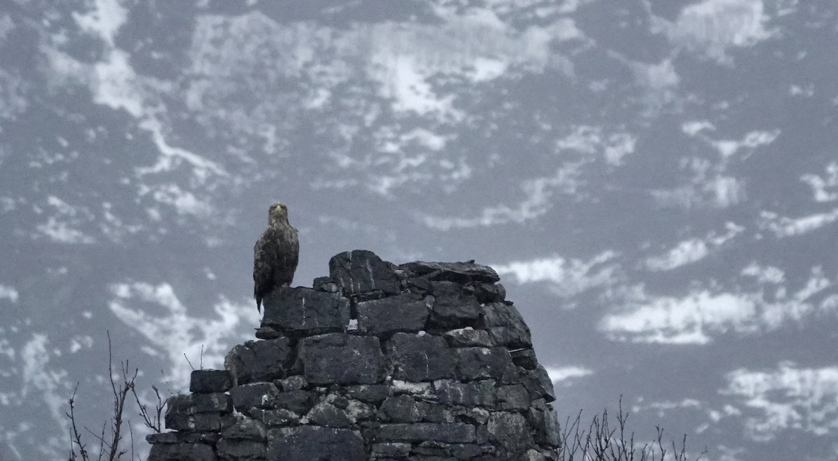 White-tailed Eagle - ML616003428