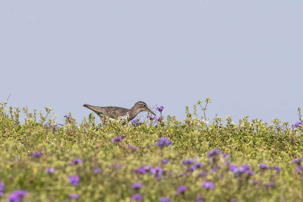 Spotted Sandpiper - Sally Chisholm