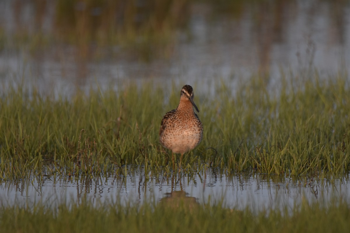 Short-billed Dowitcher - Rhiannon Thunell