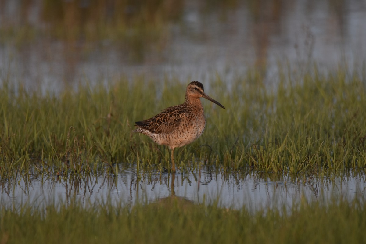 Short-billed Dowitcher - ML616003480