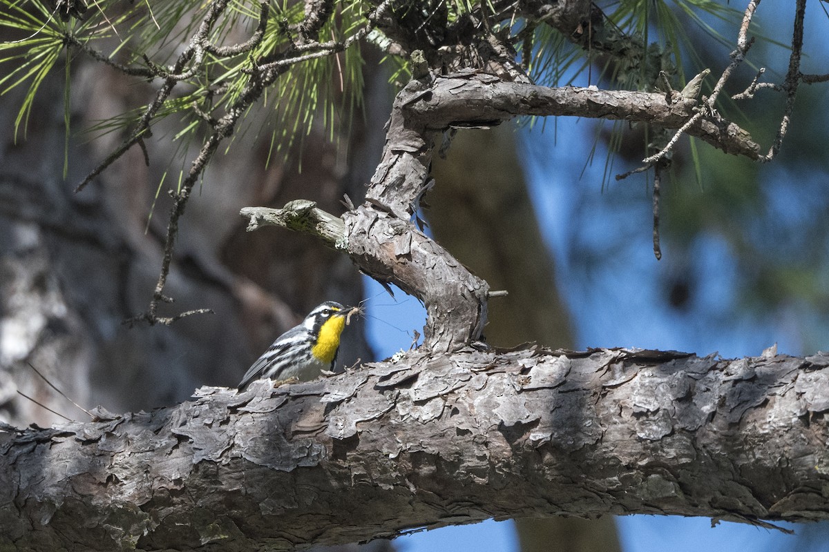 Yellow-throated Warbler - Sally Chisholm