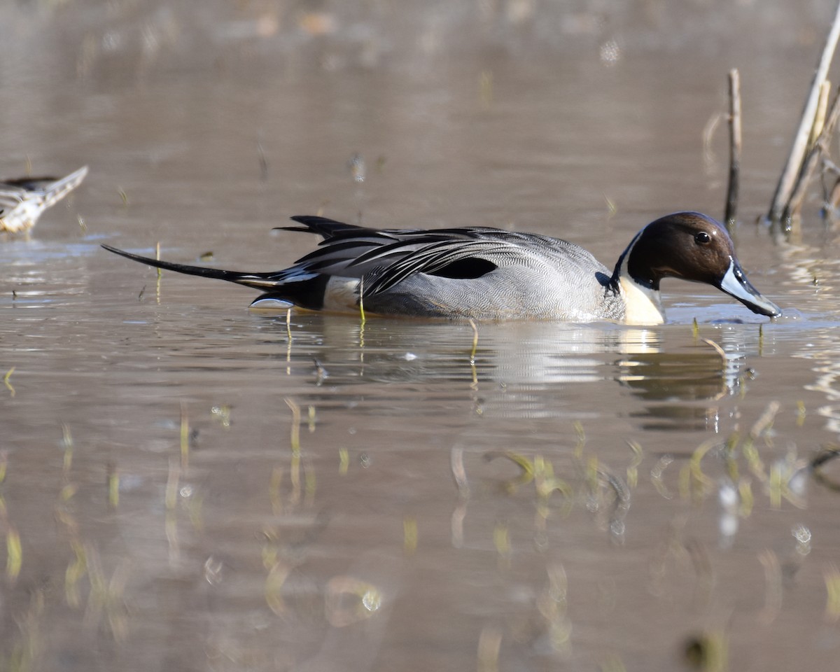 Northern Pintail - ML616003545