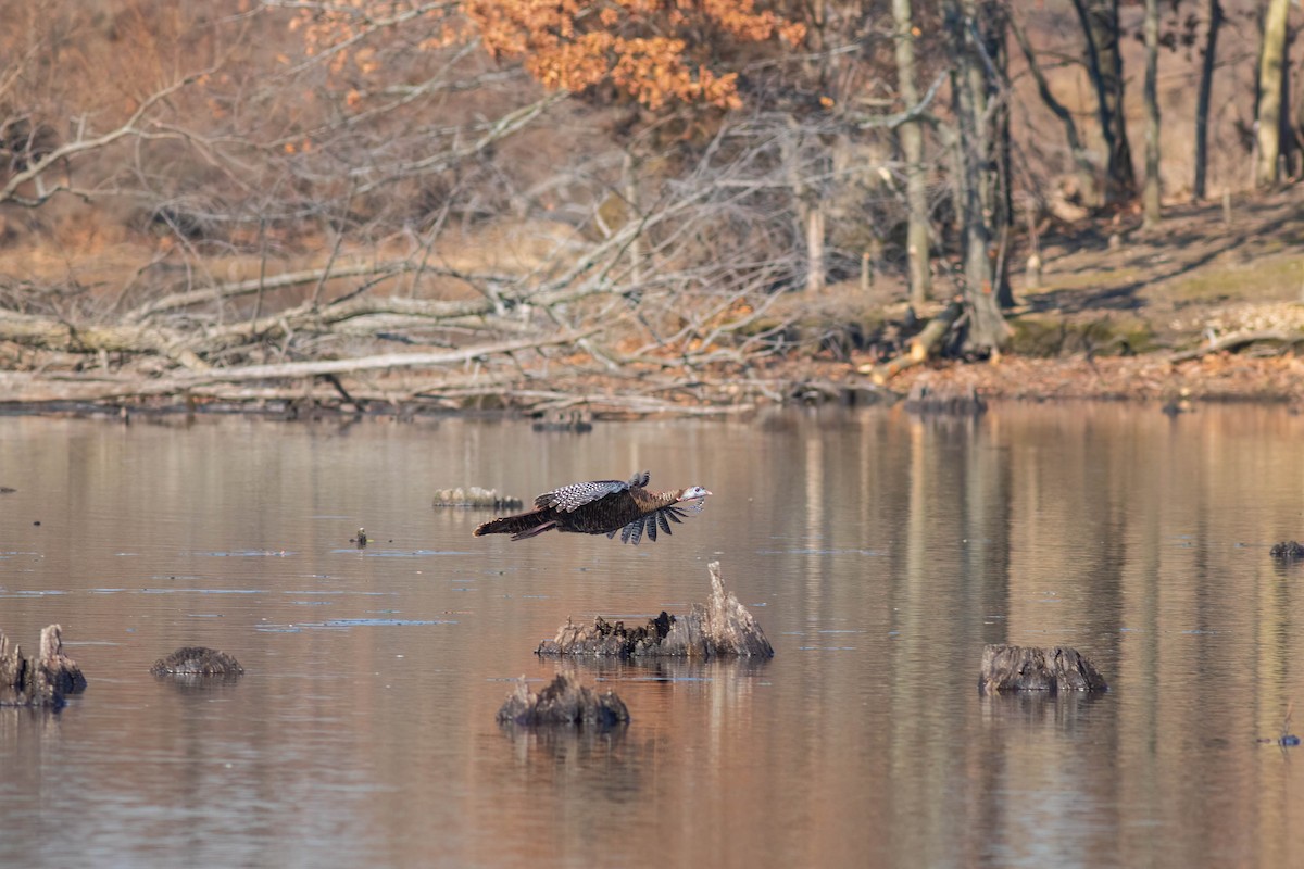 Wild Turkey - ML616003576