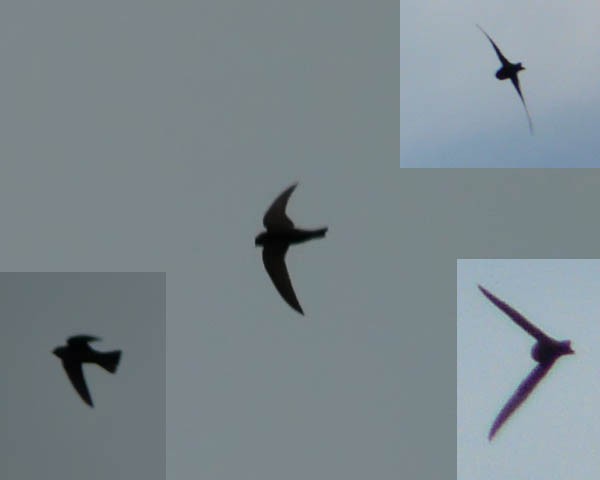 Black Swift - ML616003584