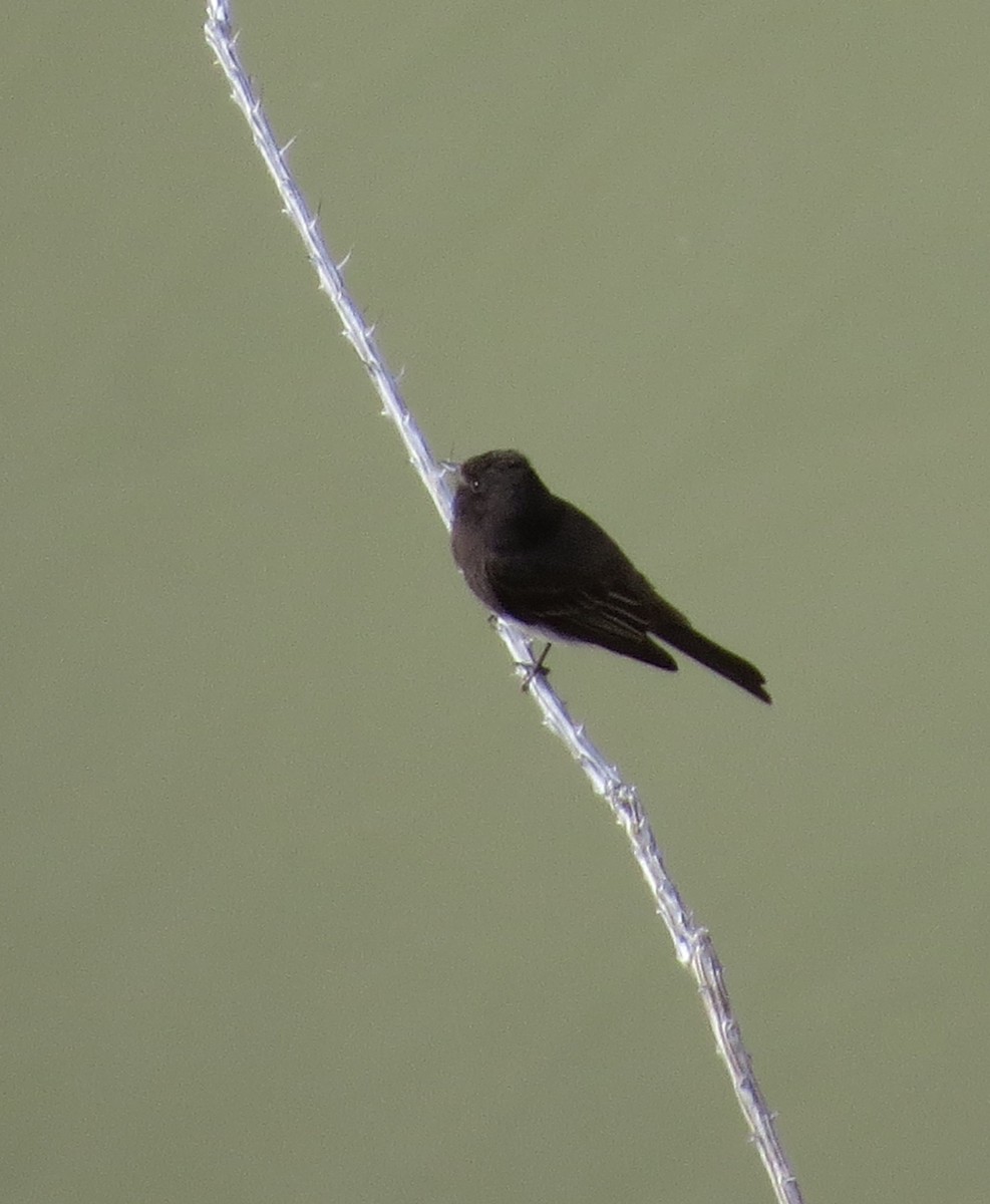 Black Phoebe - Marya Moosman