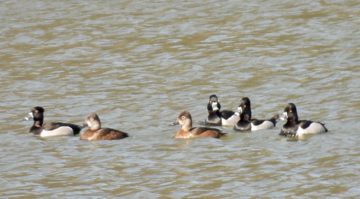 Ring-necked Duck - joe faulkner