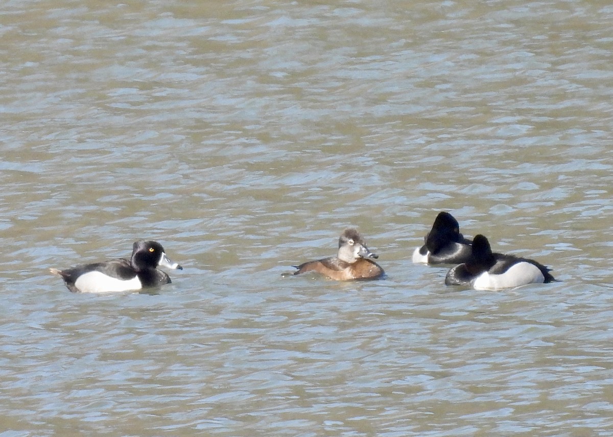 Ring-necked Duck - ML616003627