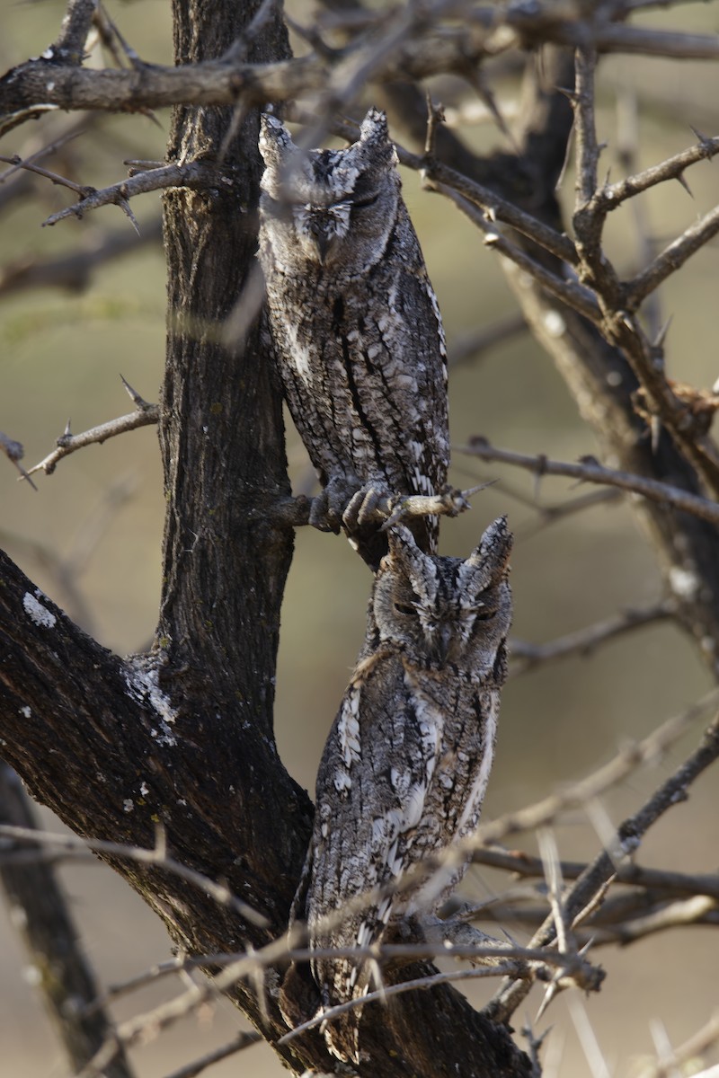 Cape Eagle-Owl - ML616003636