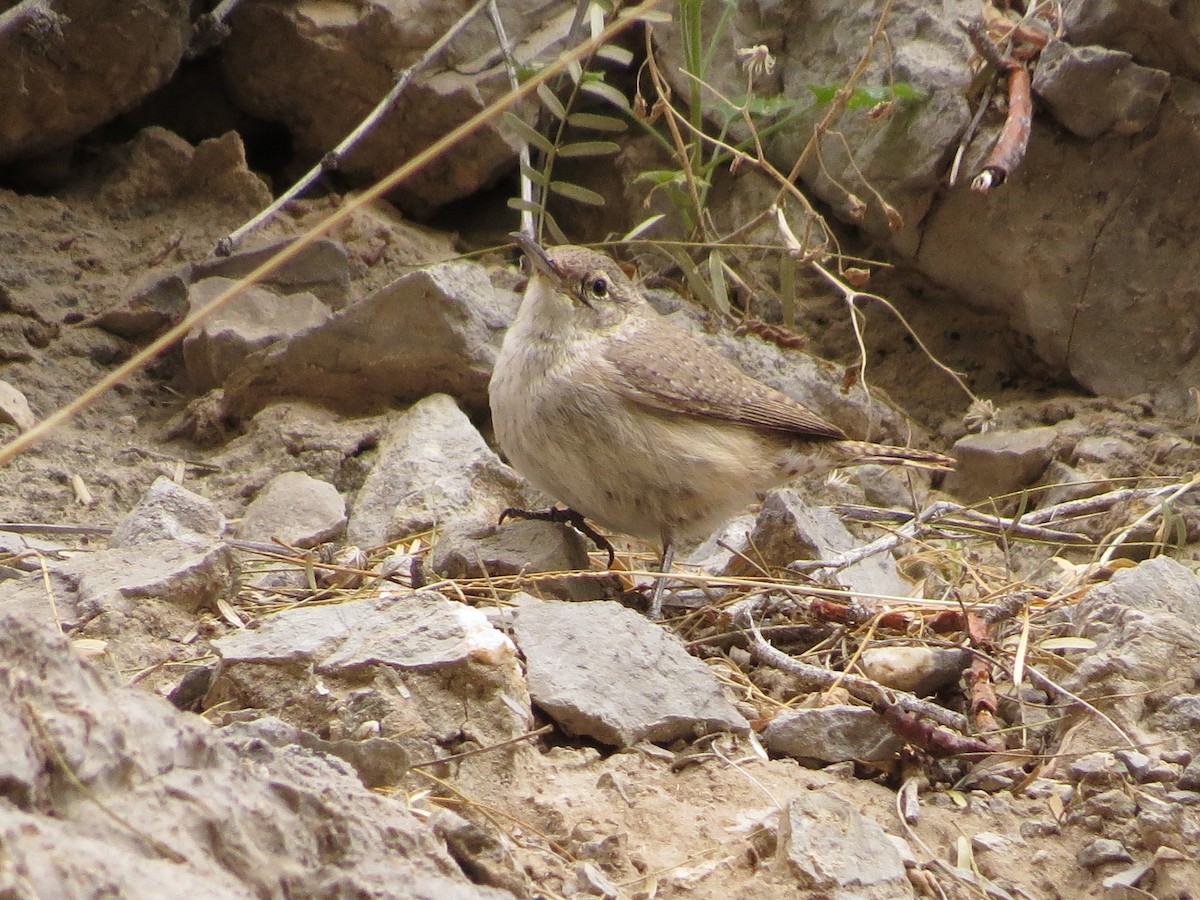 Rock Wren - Marya Moosman