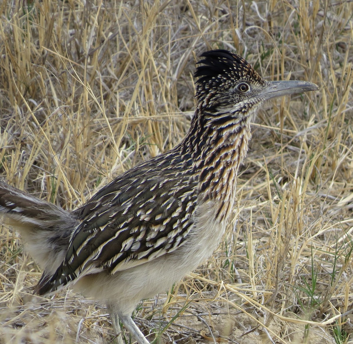 Greater Roadrunner - Marya Moosman