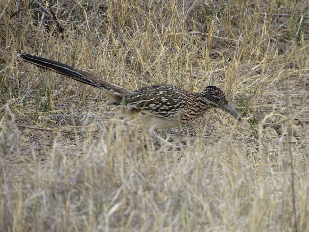 Greater Roadrunner - ML616003705