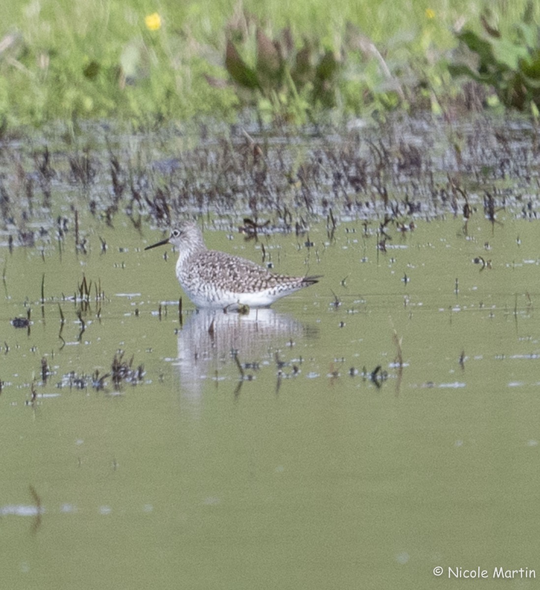 Lesser Yellowlegs - ML616003712