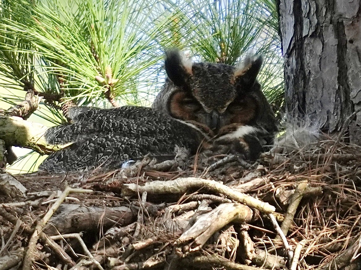 Great Horned Owl - ML616003722