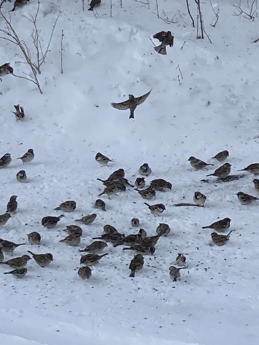 House Sparrow - ML616003768