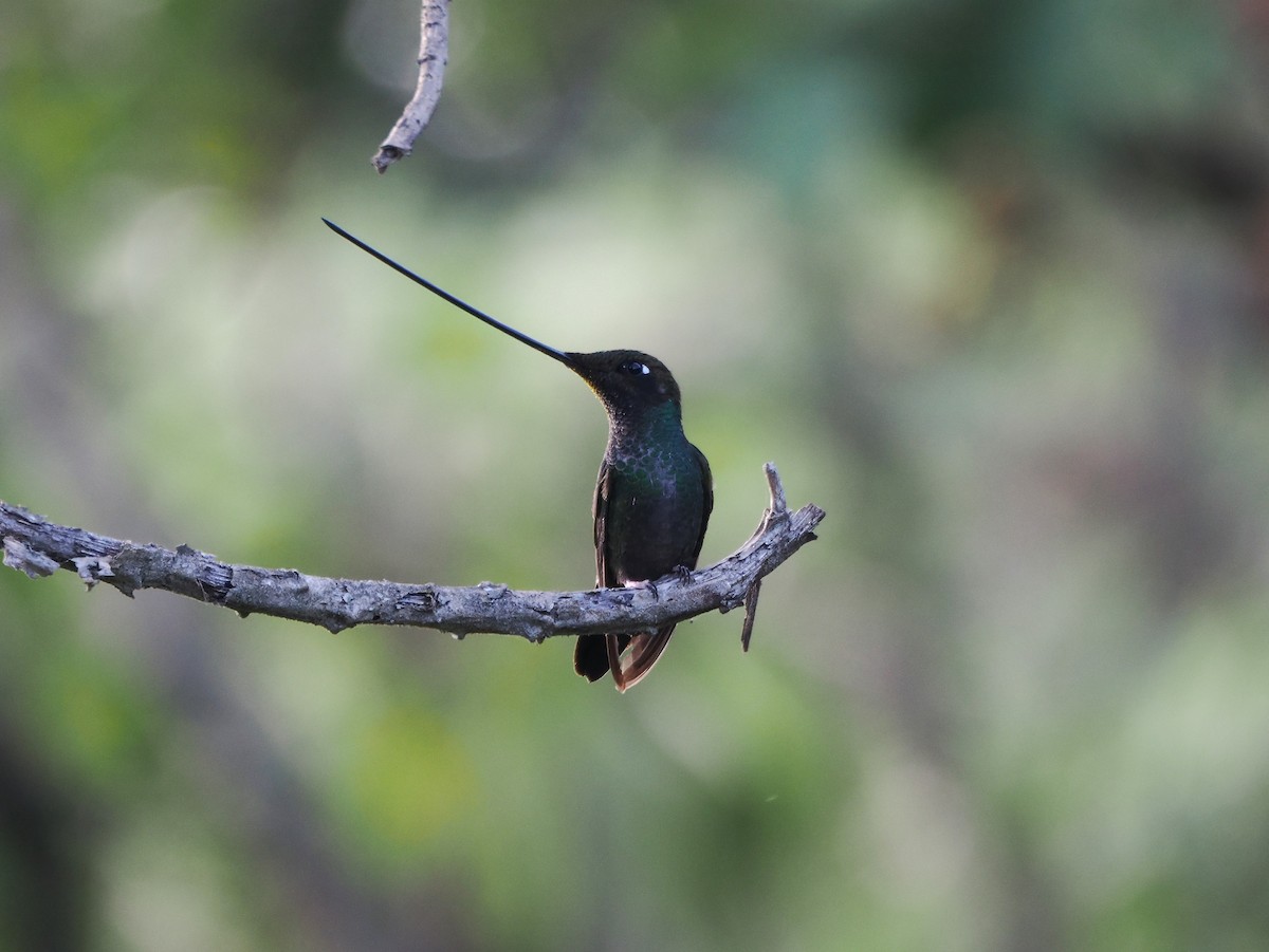 Colibrí Picoespada - ML616003771