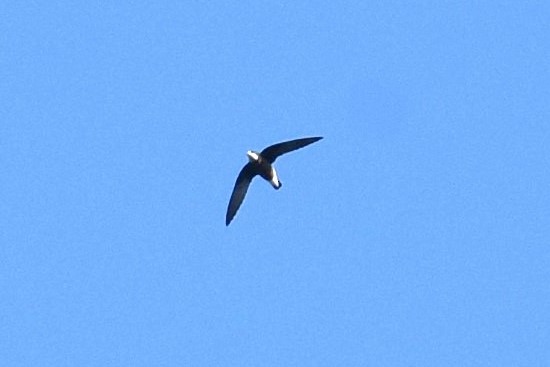 White-throated Needletail - ML616003826