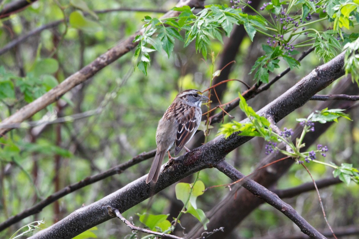 White-throated Sparrow - ML616003963