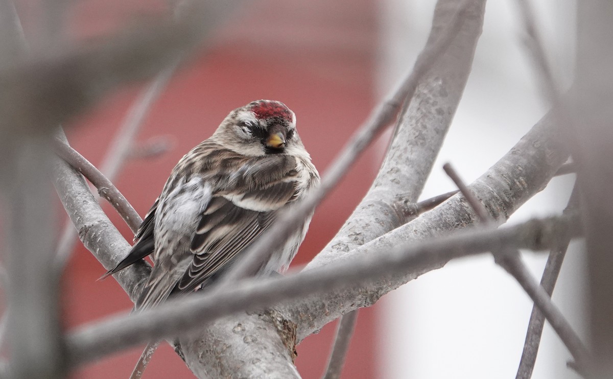 Common Redpoll - Stanislas Wroza