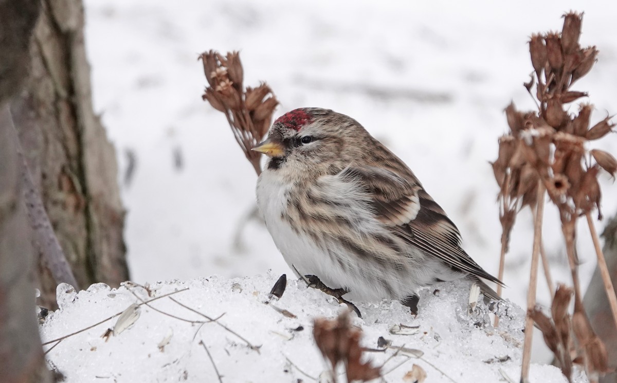 Common Redpoll - Stanislas Wroza