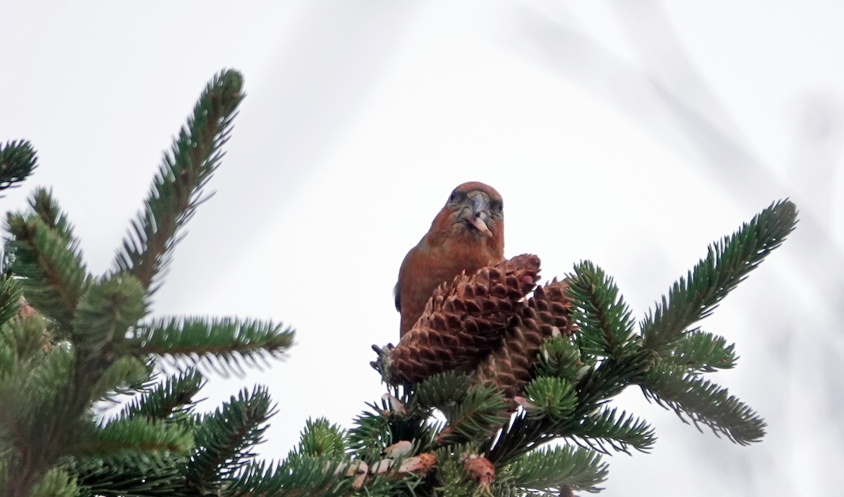 Red Crossbill - ML616004013