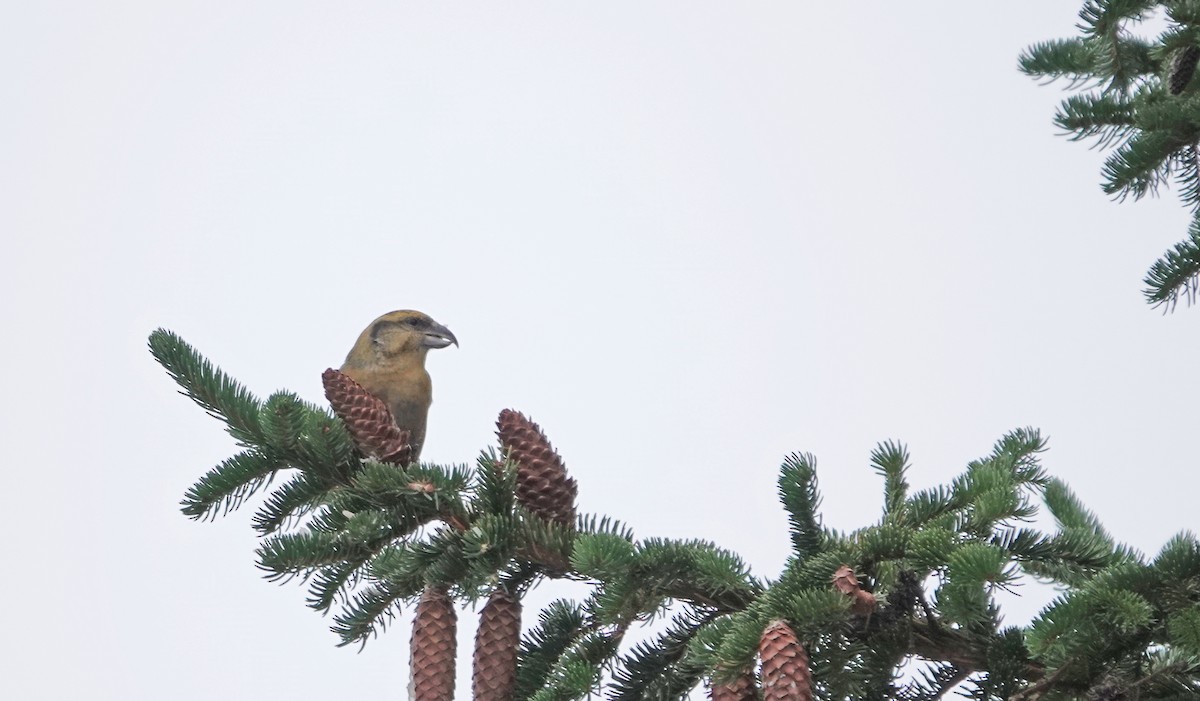 Red Crossbill - Stanislas Wroza