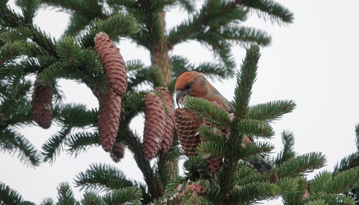 Bec-croisé des sapins - ML616004017