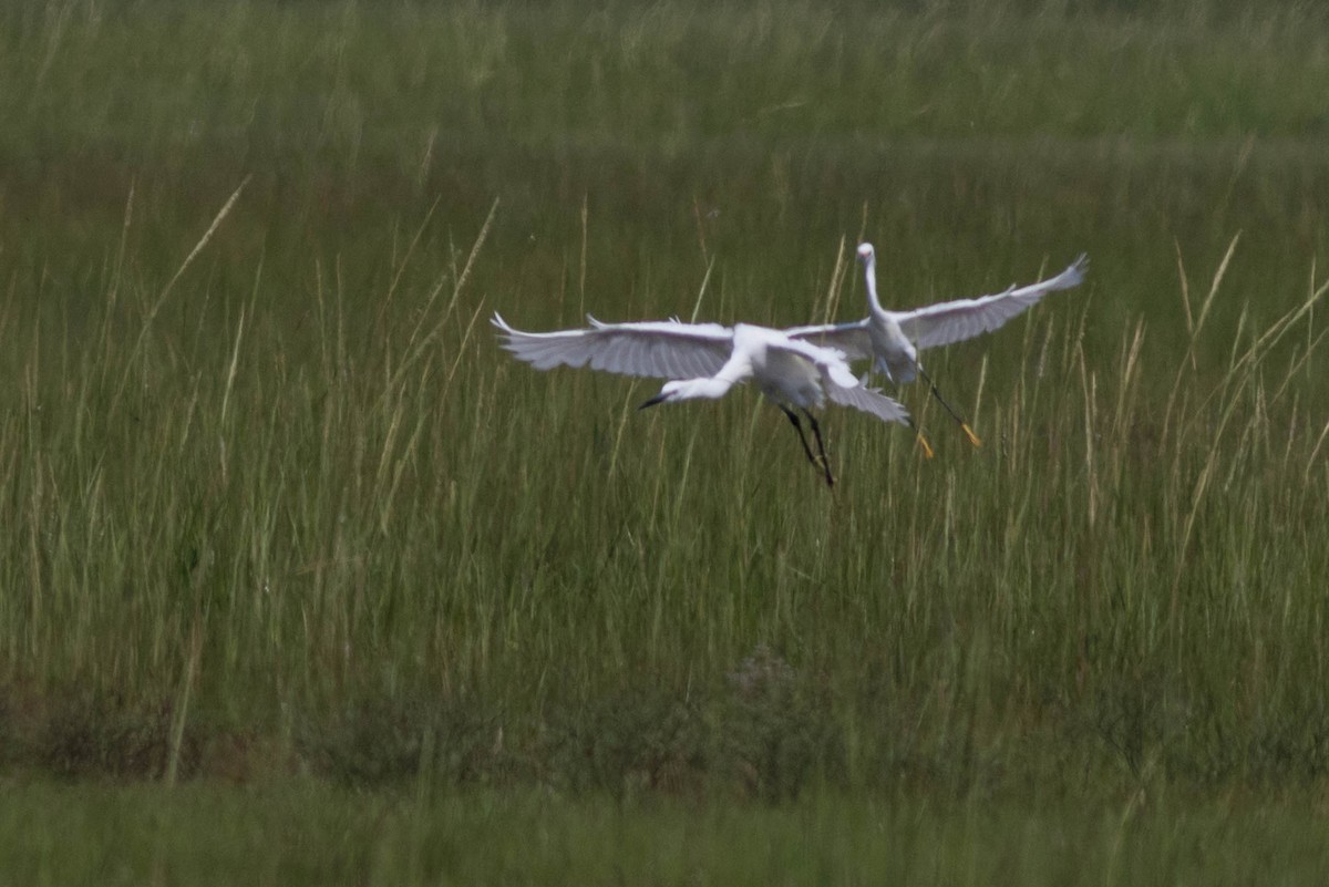 Little Egret - Doug Gochfeld