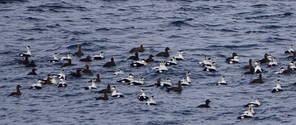 Common Eider - ML616004044