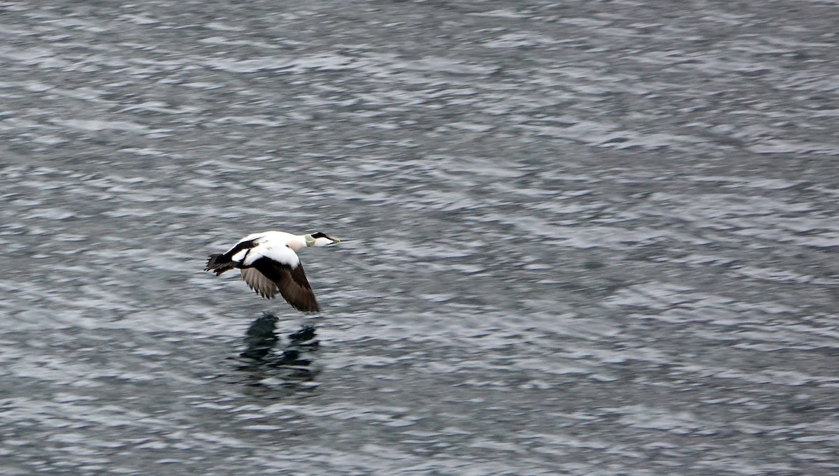 Common Eider - Stanislas Wroza