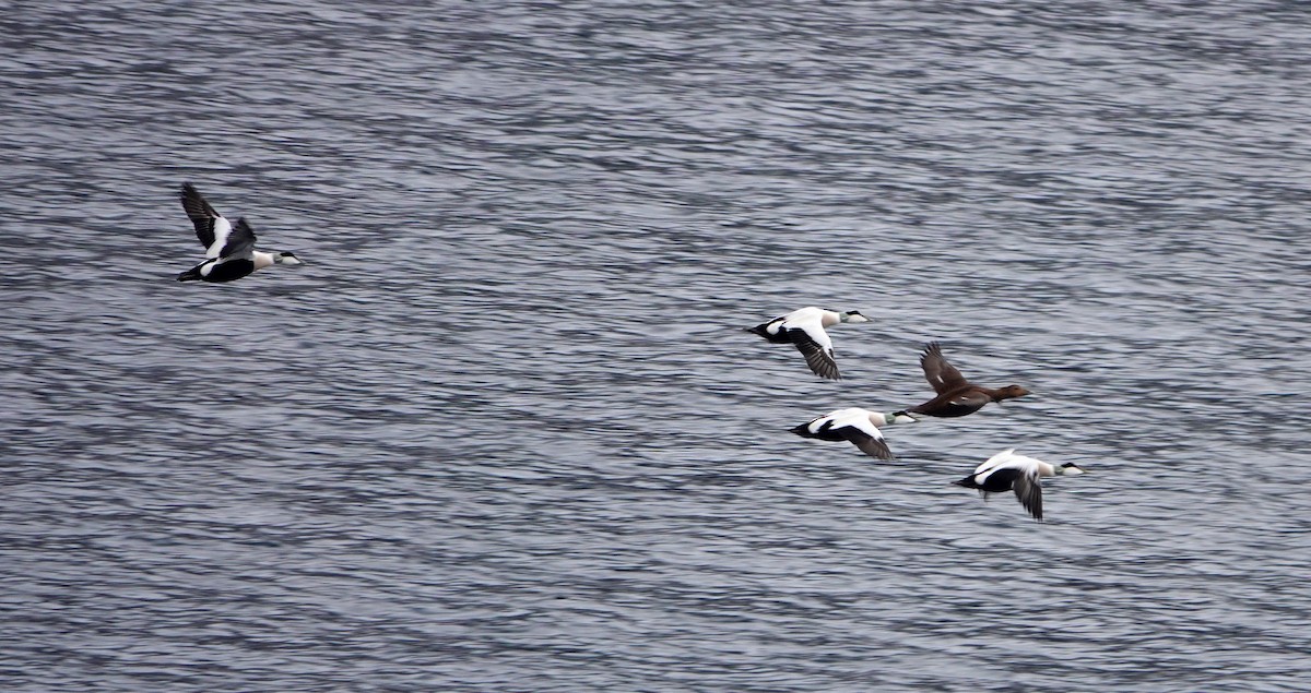 Common Eider - ML616004047