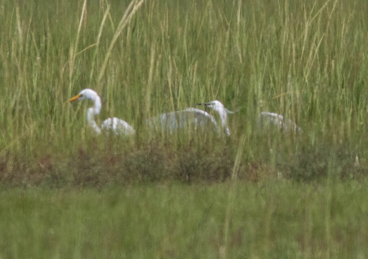 Little Egret - ML616004048