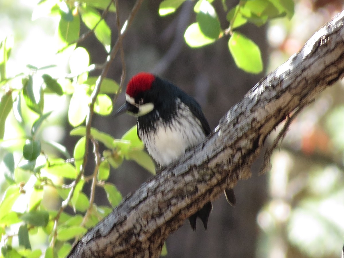 Acorn Woodpecker - ML616004051