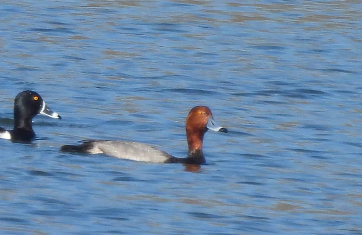 Redhead - ML616004059