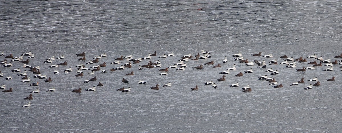 King Eider - Stanislas Wroza