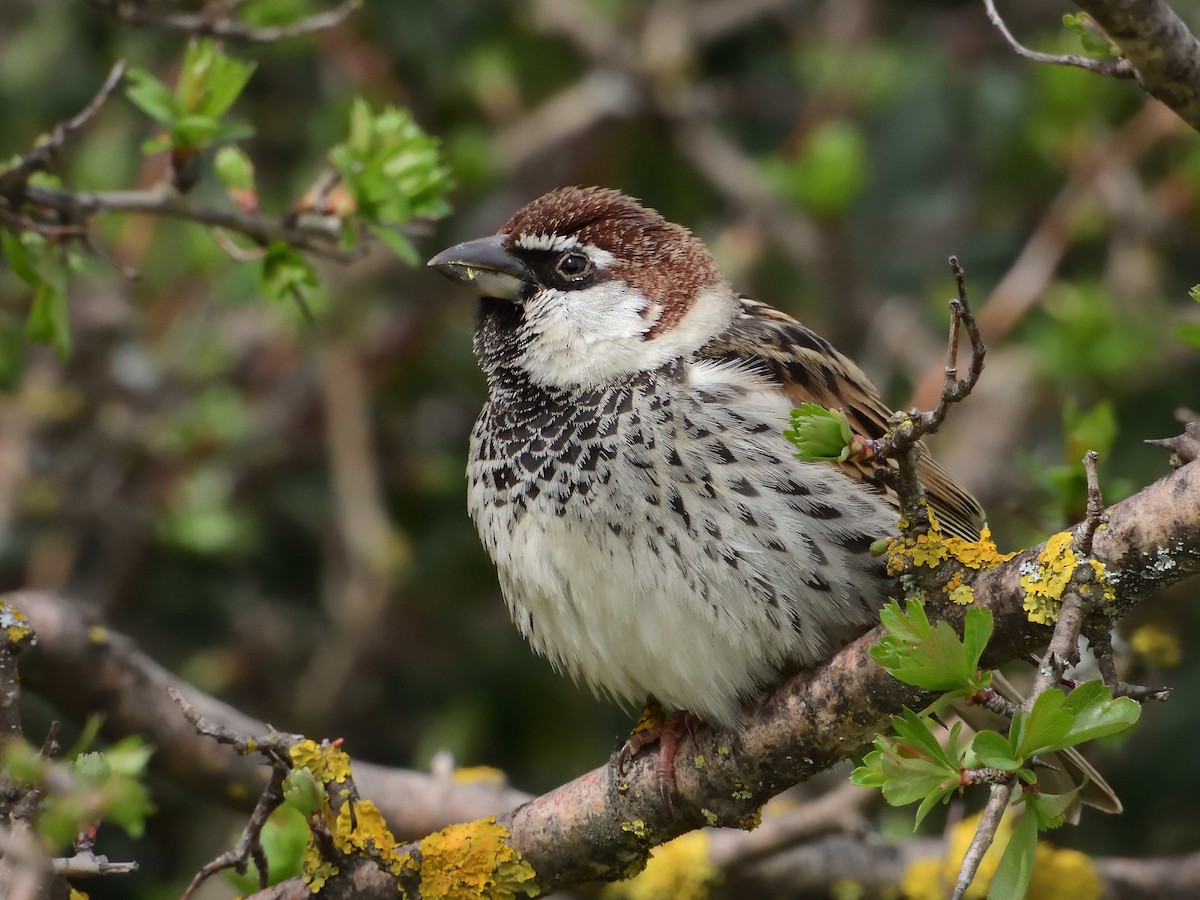 Spanish Sparrow - ML616004067