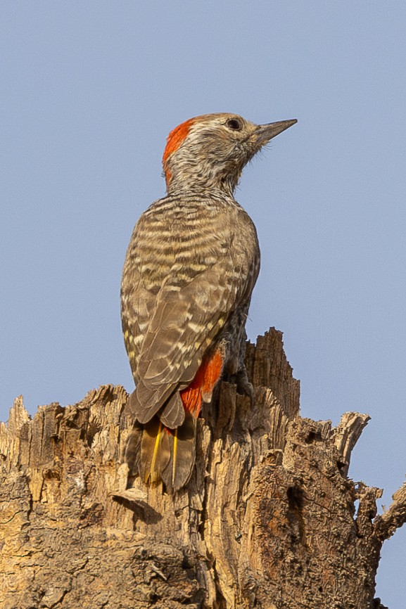 Little Gray Woodpecker - Lindsey Napton