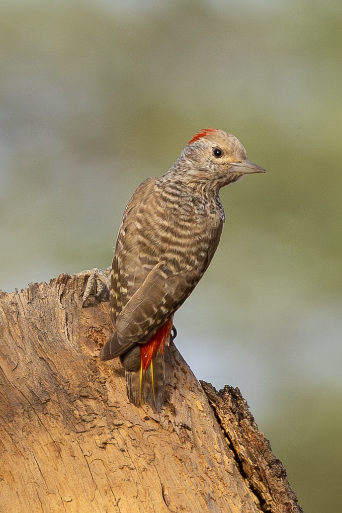 Little Gray Woodpecker - Lindsey Napton