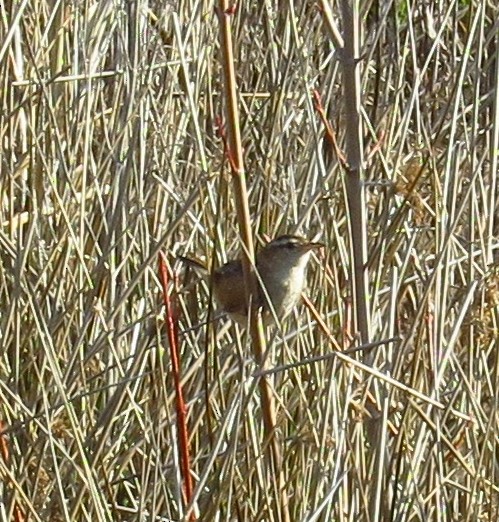 Marsh Wren - ML616004160