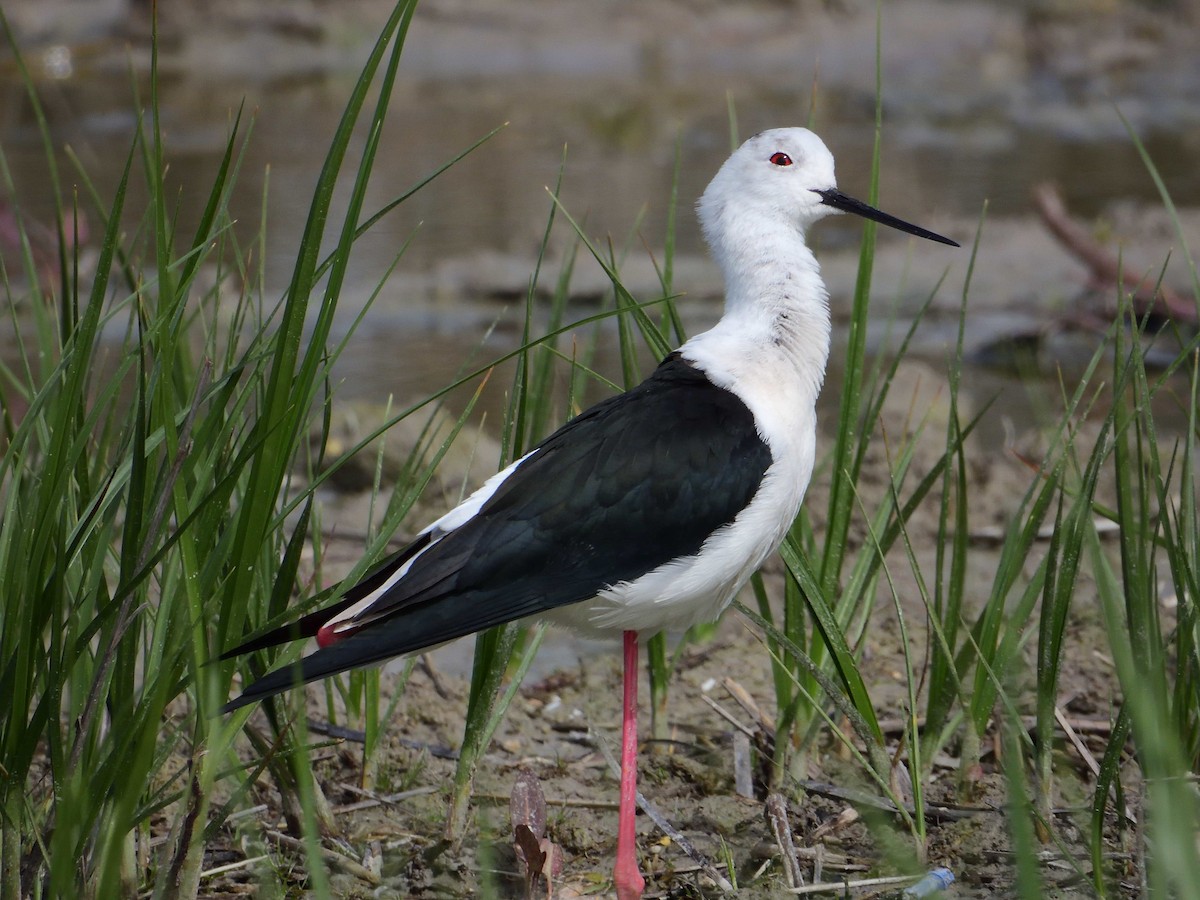 Black-winged Stilt - ML616004170