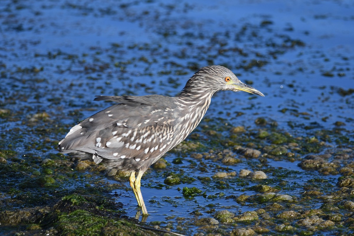 Black-crowned Night Heron (Dusky) - ML616004182