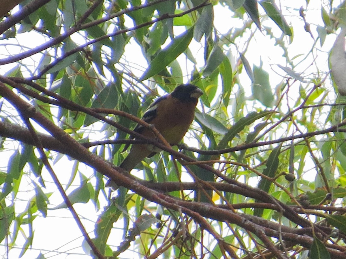 Black-headed Grosbeak - ML616004291