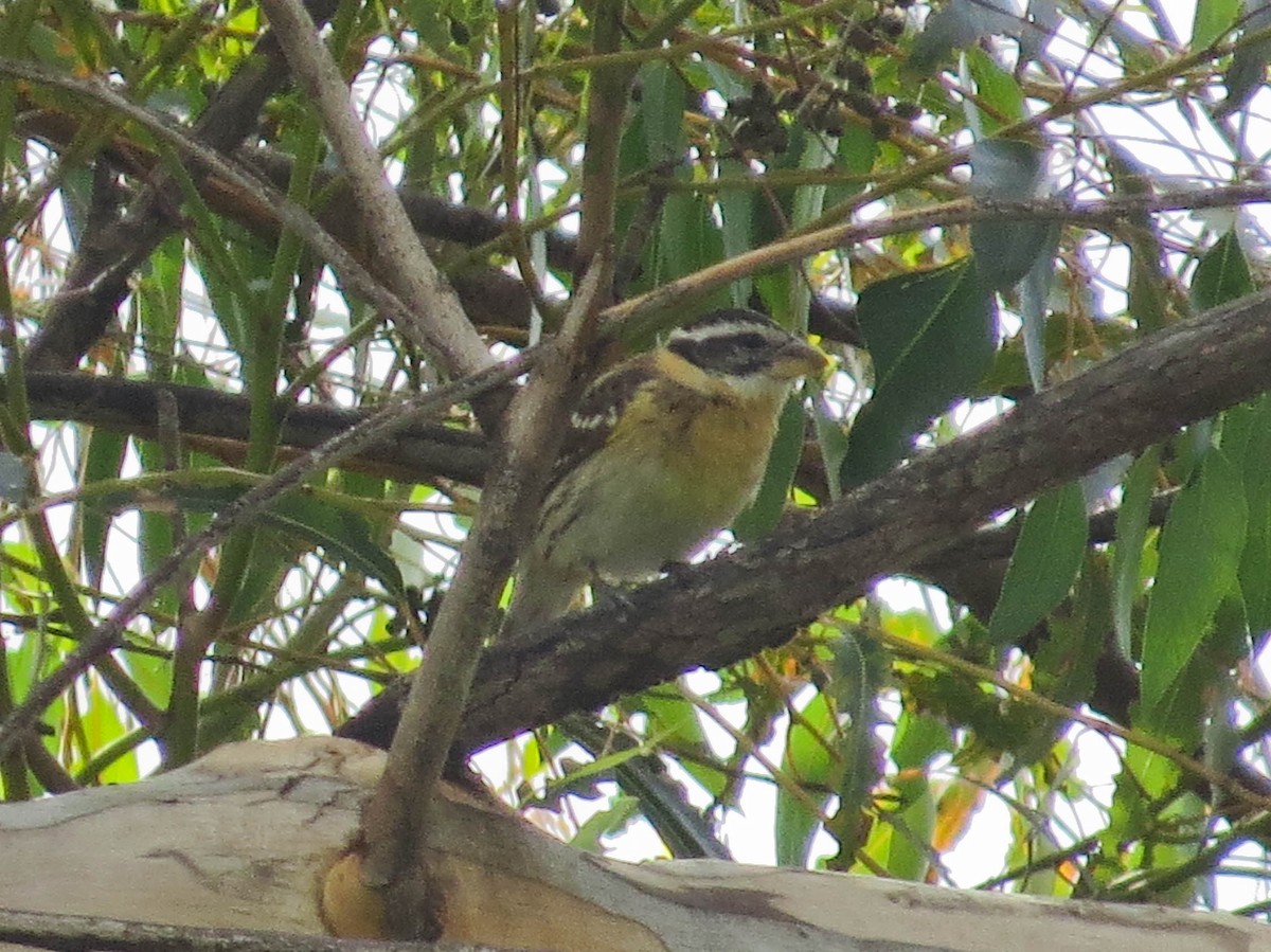 Black-headed Grosbeak - ML616004292