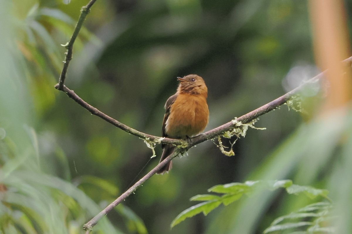 Cinnamon Flycatcher - Beth McBroom