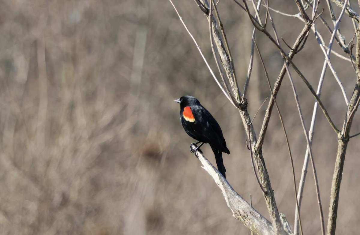 Red-winged Blackbird - ML616004329